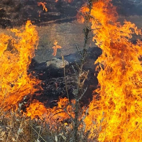 Μεγάλη περιβαλλοντική καταστροφή στην Πάφο-Κάηκαν καλλιέργειες και περιοχή Natura