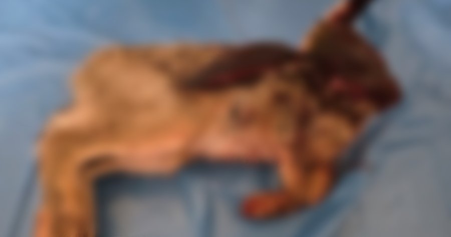 Εντόπισαν οδηγό με φρεσκοσκοτωμένο λαγό στη Λεμεσό-Πέταξε σακούλα στη θέα μελών της Υπηρεσίας Θήρας