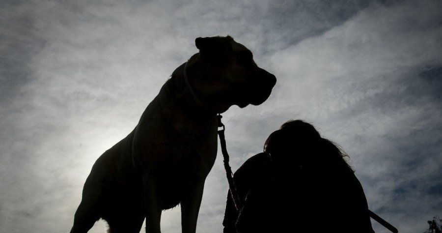 Υπό κράτηση το ζεύγος ιδιοκτητών σκύλων που επιτέθηκαν σε 25χρονη και δύο ανήλικα-Δεν είχαν σήμανση