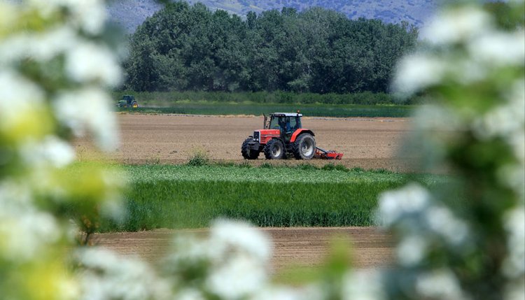 agrotes1