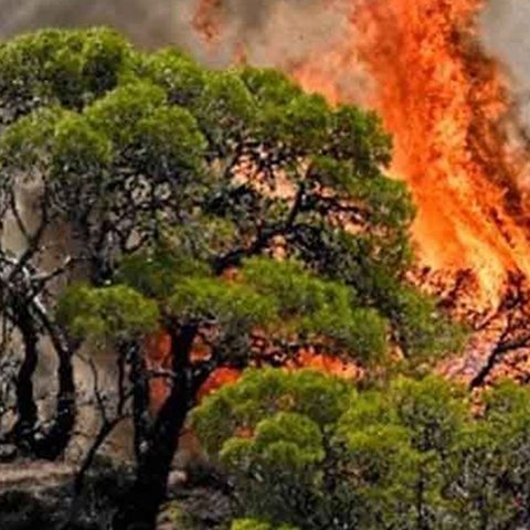 Έθεσαν κακόβουλα πυρκαγιά σε δάσος στην Λεμεσό-Πρόλαβαν τα χειρότερα οι Αρχές