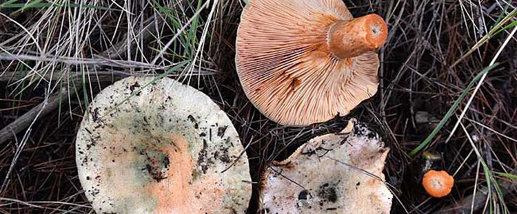 lactarius-semisanguifluus-3