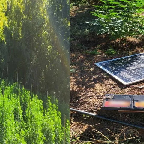 Καλλιεργούσαν εκατοντάδες χασισόδεντρα που θερμαίνονταν με… ηλιακά πάνελ