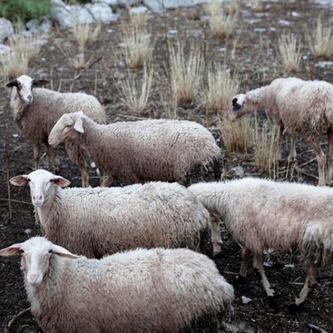 Κανένα κρούσμα πανώλης στην Κύπρο-Καθησυχάζει η υπουργός Γεωργίας