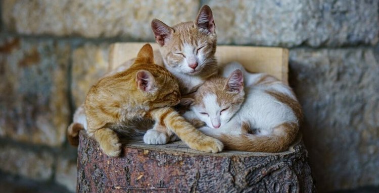 cats