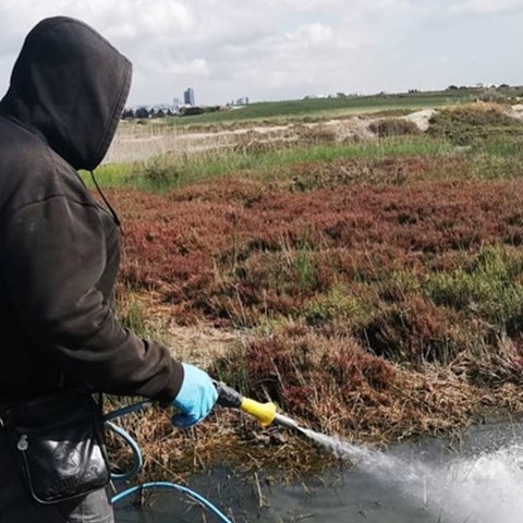 Ψεκασμοί για κουνούπια ξανά στη Λάρνακα-Προειδοποιεί με μέτρα ο Δήμος