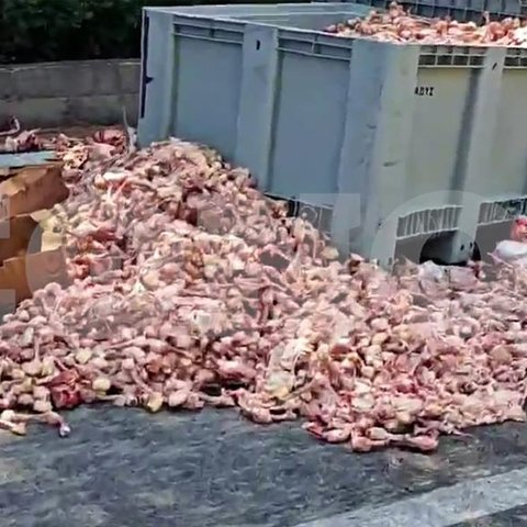 Επαρχιακός δρόμος στην Ελλάδα «πλημμύρισε» με δεκάδες κιλά νωπό κοτόπουλο