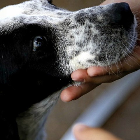 Διαπιστώνει παράλειψη και αμέλεια των Κτηνιατρικών Υπηρεσιών για την ανεξέλεγκτη εισαγωγή σκύλων η Λοττίδη