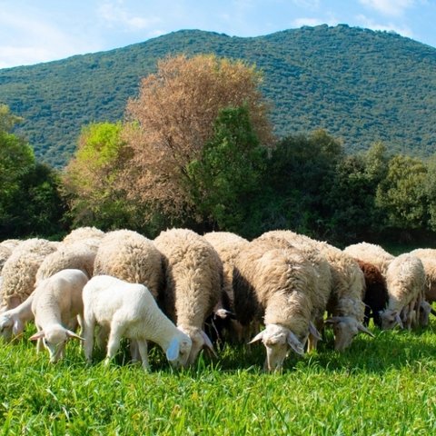 Συστάσεις από Κτηνιατρικές Υπηρεσίες με αφορμή τα κρούσματα πανώλης στην Ελλάδα