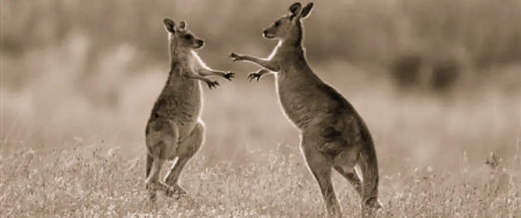 KANGAROO-1200x785-1