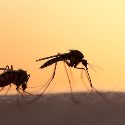 Συνεχίζονται στη Λάρνακα οι συστηματικοί ψεκασμοί κατά των κουνουπιών