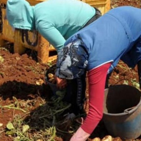 Τον Ιανουάριο η συζήτηση στη Βουλή για εργαζομένους από τρίτες χώρες στη γεωργία