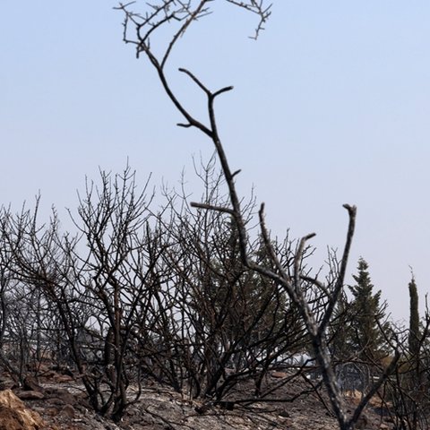 Αλυσιδωτές επιπτώσεις στην ανθρώπινη υγεία, στο περιβάλλον και στα τρόφιμα από την φονική πυρκαγιά