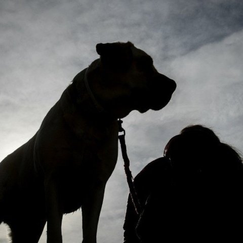 Υπό κράτηση το ζεύγος ιδιοκτητών σκύλων που επιτέθηκαν σε 25χρονη και δύο ανήλικα-Δεν είχαν σήμανση
