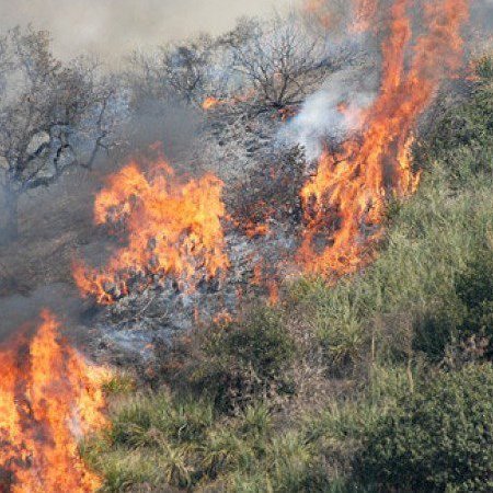 Υπό πλήρη έλεγχο δασική πυρκαγιά  στην κοινότητα Φλάσου