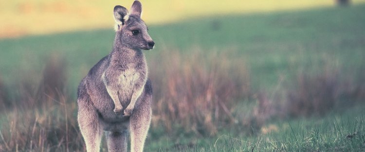 kangaroo-4316456_1280