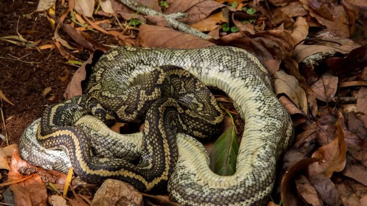 pythonas