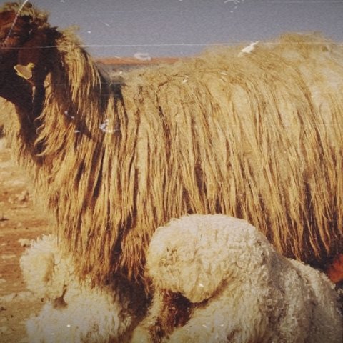 Ανησυχητικές πληροφορίες για εισαγωγή προβάτων στα κατεχόμενα-Ζητά ενημέρωση η Κυβέρνηση