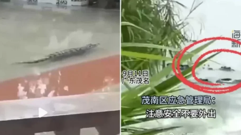 kina_crocodile