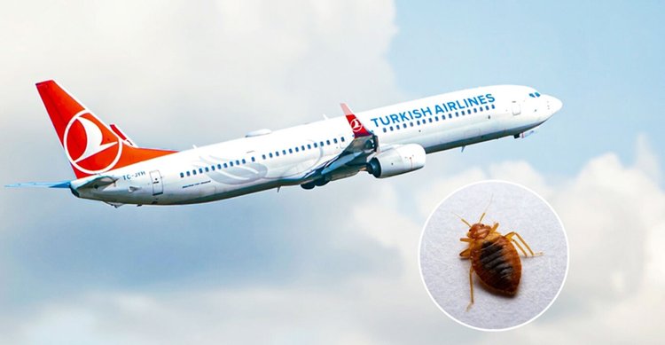 turkish-airlines-bedbugs-mak