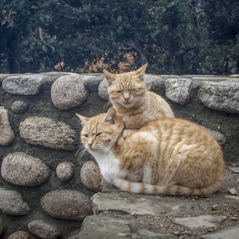 Εκδήλωση Δήμου Λάρνακας για προστασία αδέσποτων ζώων