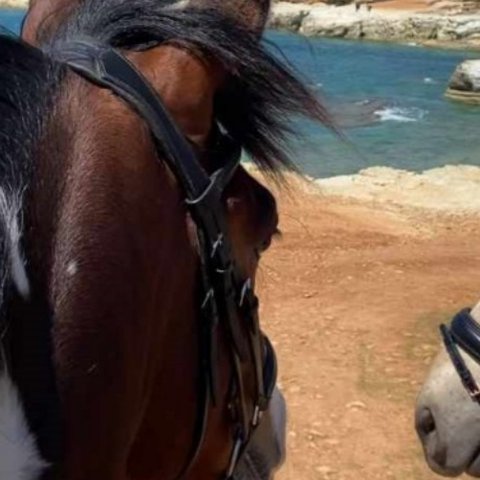 Τραγωδία σε παραλία στη Λάρνακα-Μοιραία προπόνηση για εκπαιδευτή αλόγων