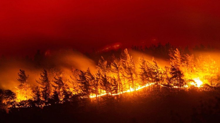 wildfires-greece-forest