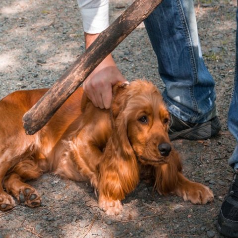 Αυξημένες οι καταγγελίες για περιστατικά κακοποίησης ζώων-Πιο ευαισθητοποιημένος ο κόσμος