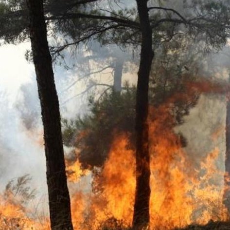 Πυρκαγιά στη Λάρνακα-Καίγονται καλαμιώνες