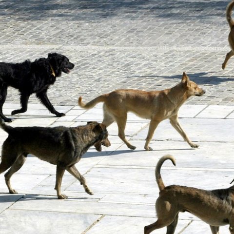 Αγέλη σκύλων εισήλθε στον αυτοκινητόδρομο Λευκωσίας-Κοκκινοτριμιθιάς-Ενέργειες για απομάκρυνσή τους