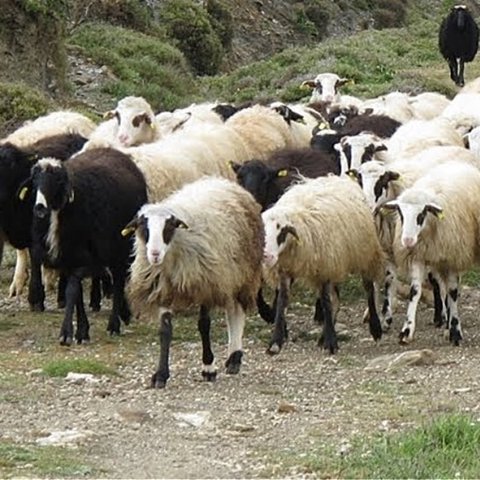 Οδηγός παρέσυρε κοπάδι με το όχημά του-Τραυματίστηκε και μεταφέρθηκε στο νοσοκομείο