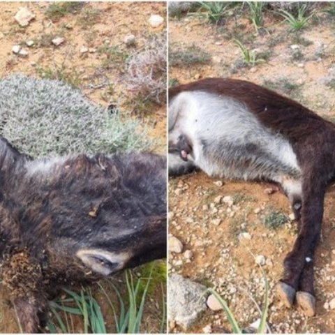 Διήμερη κράτηση στους τέσσερις για τη δολοφονία γαϊδουριών στα κατεχόμενα-Ψάχνουν ακόμη ένα όπλο