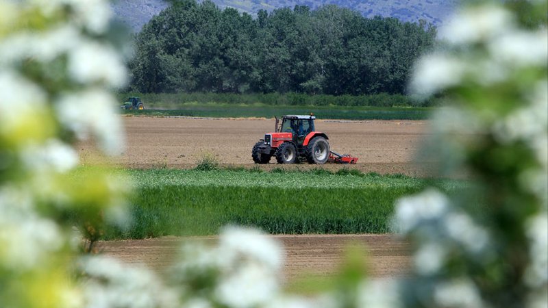 agrotes1