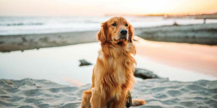 pet-stories-1024x682