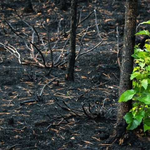 Σπάνια είδη κατακτούν τις καμένες περιοχές μετά τις φωτιές-Μεγαλύτερη η βιοποικιλότητα-