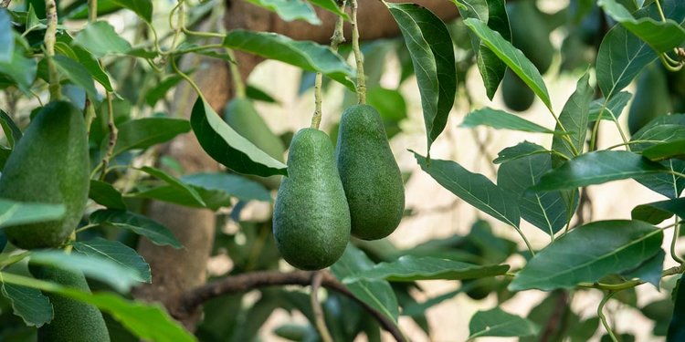 mistikakipou_avocado_kalliergeia