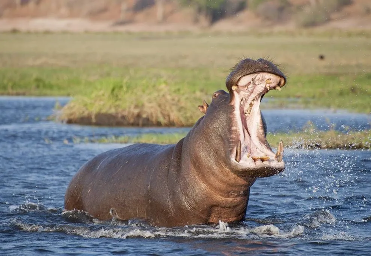 hippo