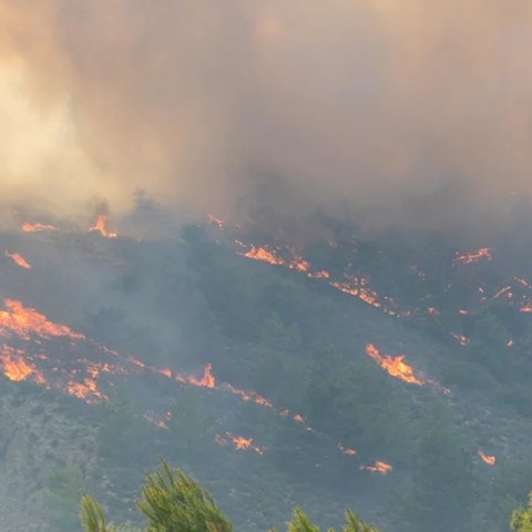 Συνολικά 50.000 ελαιόδεντρα και 2.500 ζώα «χάθηκαν» από τη φωτιά στη Ρόδο