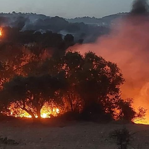 ΒΙΝΤΕΟ: Αποκαρδιωτικές εικόνες στην ορεινή Πάφο- «Ακόμη καίγονται κορμοί δέντρων»(Pics)