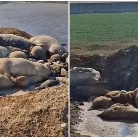 Υπό εξέταση από τους αρμόδιους παραβιάσεις για τα νεκρά ζώα στο Μένοικο-«Προσπάθεια να καλύψουν την πράξη»