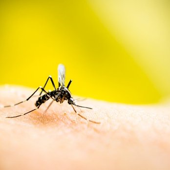 Μέτρα πρόληψης για προστασία από κουνούπια προτείνει ο Δήμος Λευκωσίας