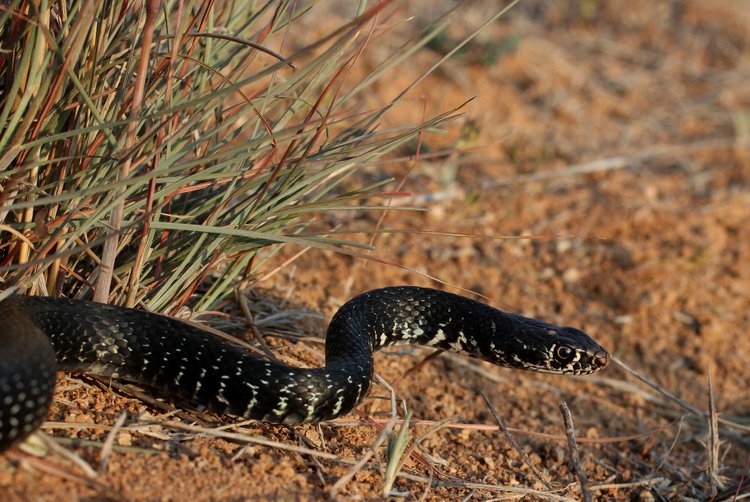 Κυπριακό φίδι (Hierophis cypriensis)