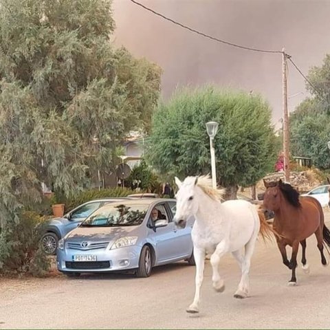 Άλογα τρέχουν για να ξεφύγουν από τις φλόγες στη Ρόδο (Pic)