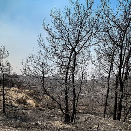 Ανυπολόγιστη καταστροφή στη Ρόδο-Κάηκαν 135.000 στρέμματα δασικής έκτασης