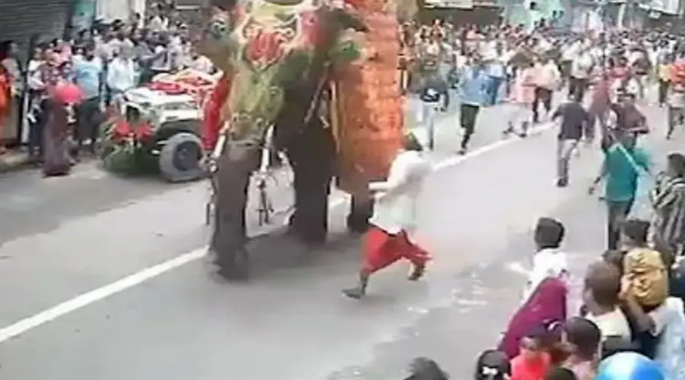 elefantas-india.jpg