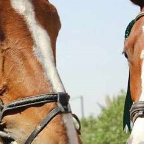 Έρευνες για τα αίτια θανάτου του άτυχου 56χρονου εκπαιδευτή αλόγων-Στην αναμονή για τη νεκροτομή