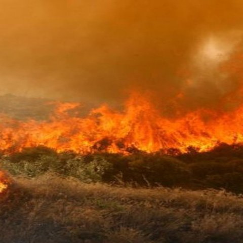 Οι δράσεις που προκήρυξε το Υπ. Γεωργίας για την πρόληψη ζημιών σε δάση-Ποιοι οι δικαιούχοι