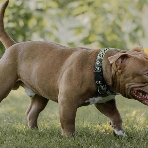 Pit Bull επιτέθηκε και τραυμάτισε τον ιδιοκτήτη του-Το πυροβόλησε ο γείτονας για να τον σώσει