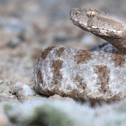 Φίδι κρύφτηκε σε γαλότσα στην Πάτρα και δάγκωσε 50χρονο δύο φορές