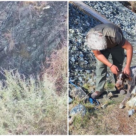 Σκύλος έπεσε σε χαράδρα 20 μέτρων στην Πάφο-Διασώθηκε από την Πυροσβεστική (pics)